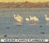 Mineral enriched pan with flamingoes